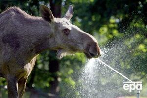 Лось внесен в Красную книгу