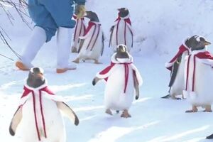 Пінгвінів убрали в червоні плащі і ковпаки