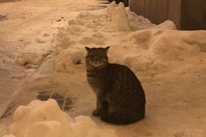 Акаунт у Амбасадора з'явився сьогодні