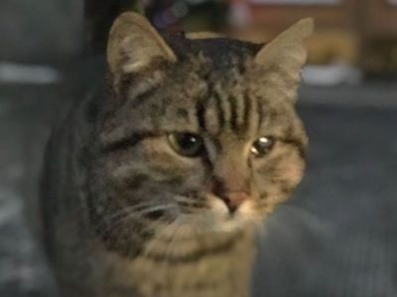 Кот-националист не по душе Марии Захаровой