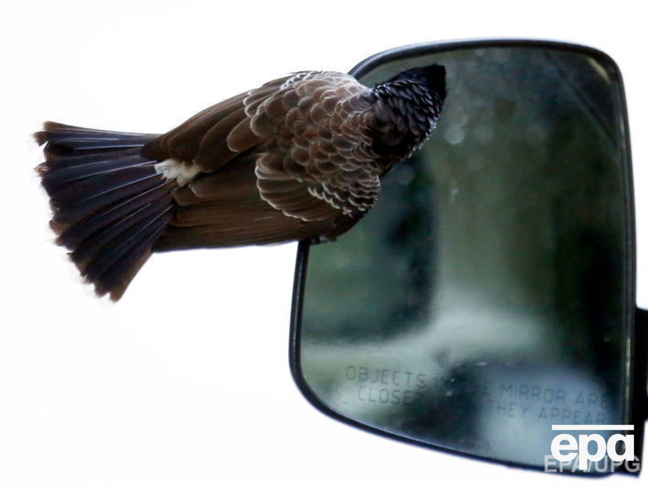 Птица&nbsp;проникла в&nbsp;самолет&nbsp;во время посадки пассажиров на борт