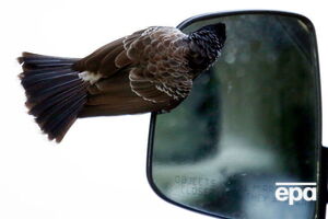 Птица проникла в самолет во время посадки пассажиров на борт