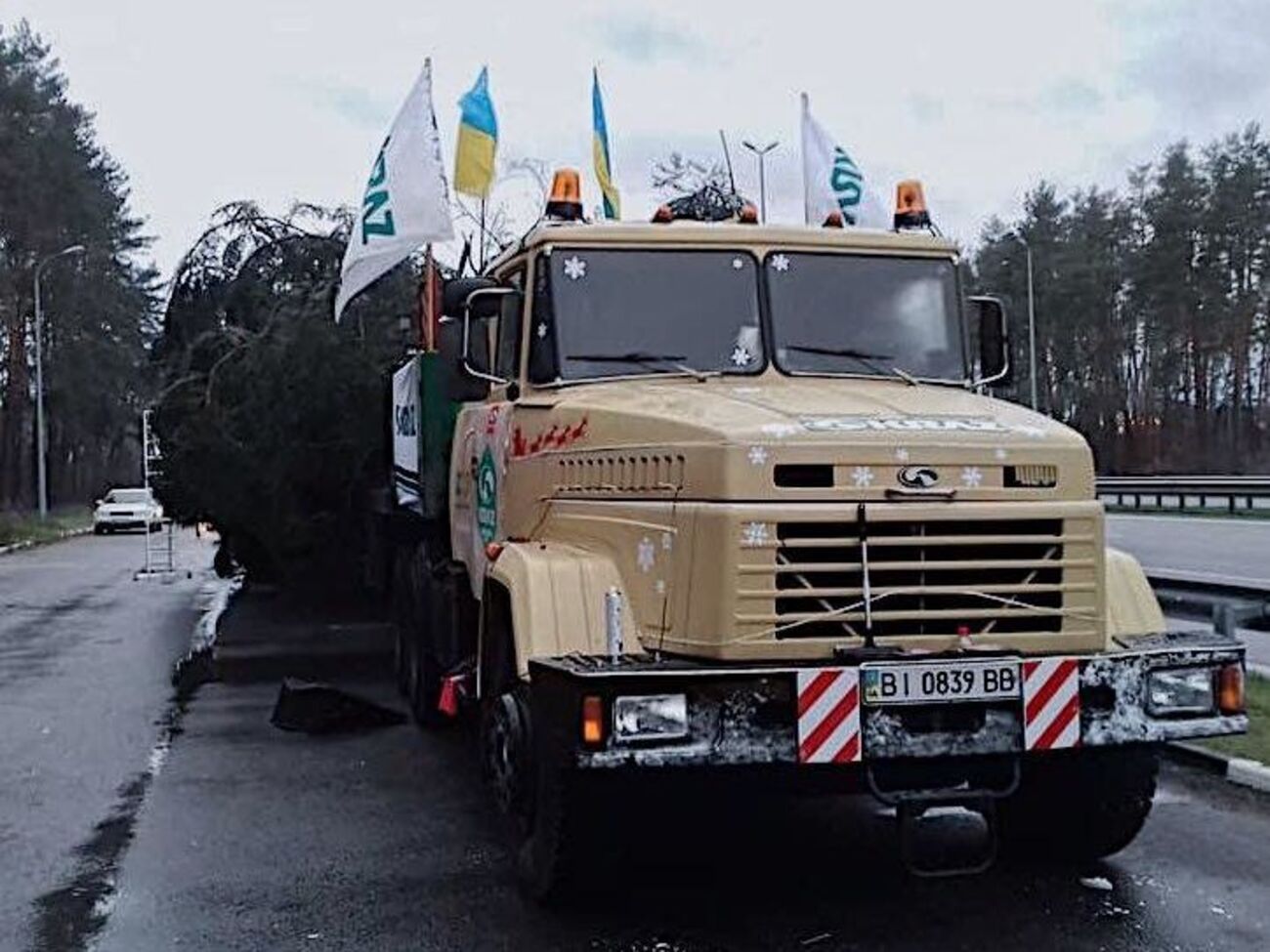 Главную елку Украины срезали в Ивано-Франковской области 2 декабря