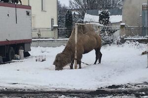 Животное оставили на местном стадионе