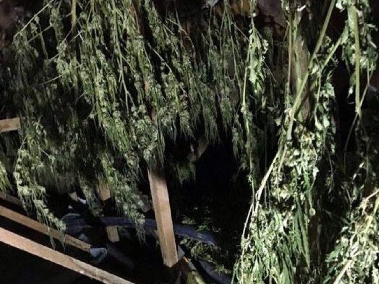 Під час обшуків правоохоронці вилучили майже 20 кг марихуани, амфетамін, патрони і викрадений автомобіль