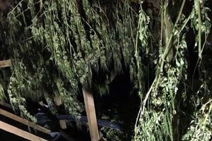 Під час обшуків правоохоронці вилучили майже 20 кг марихуани, амфетамін, патрони і викрадений автомобіль