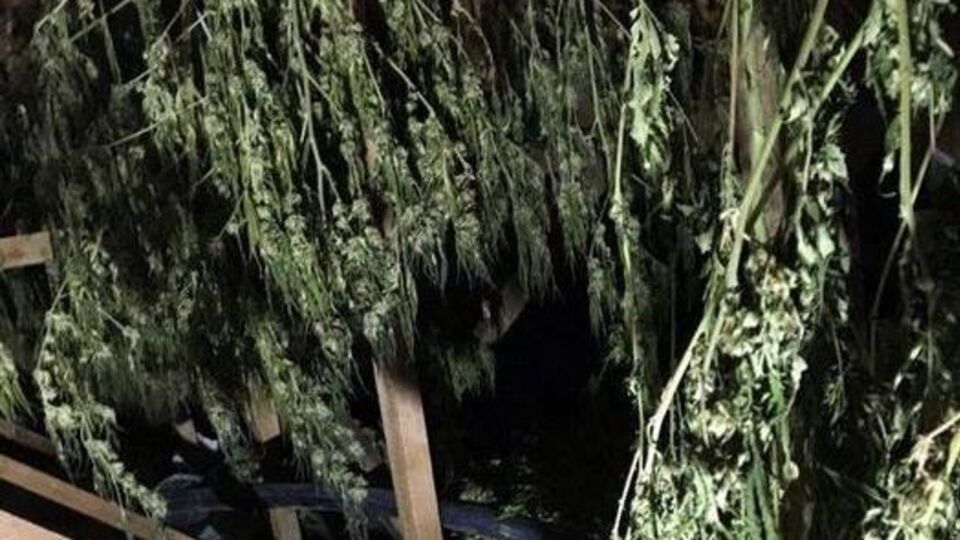 В ходе обысков правоохранители изъяли почти 20 кг марихуаны, амфетамин, патроны и угнанный автомобиль