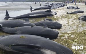 У Новій Зеландії загинуло близько 300 гринд