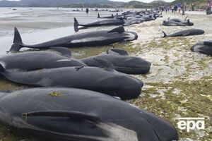 У Новій Зеландії загинуло близько 300 гринд