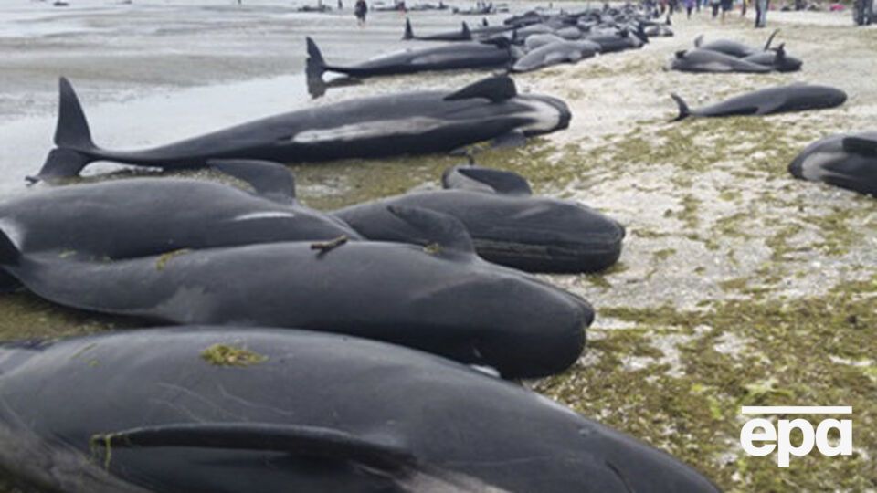 У Новій Зеландії загинуло близько 300 гринд