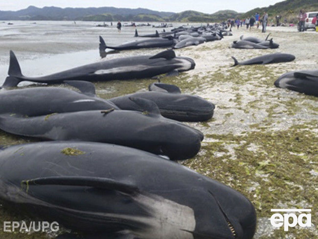 В спасении животных помогают добровольцы