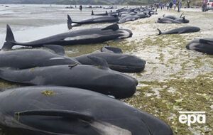 В спасении животных помогают добровольцы