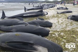 В спасении животных помогают добровольцы