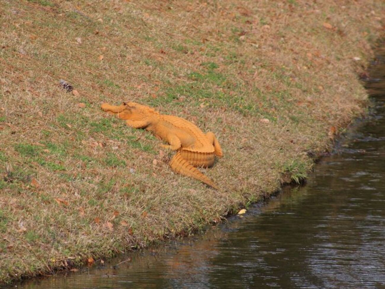 Оранжевый аллигатор был замечен в Южной Каролине