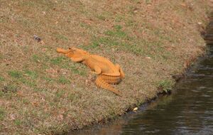 Оранжевый аллигатор был замечен в Южной Каролине