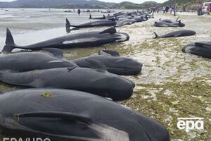 На пляжі перебувають близько 700 туш тварин