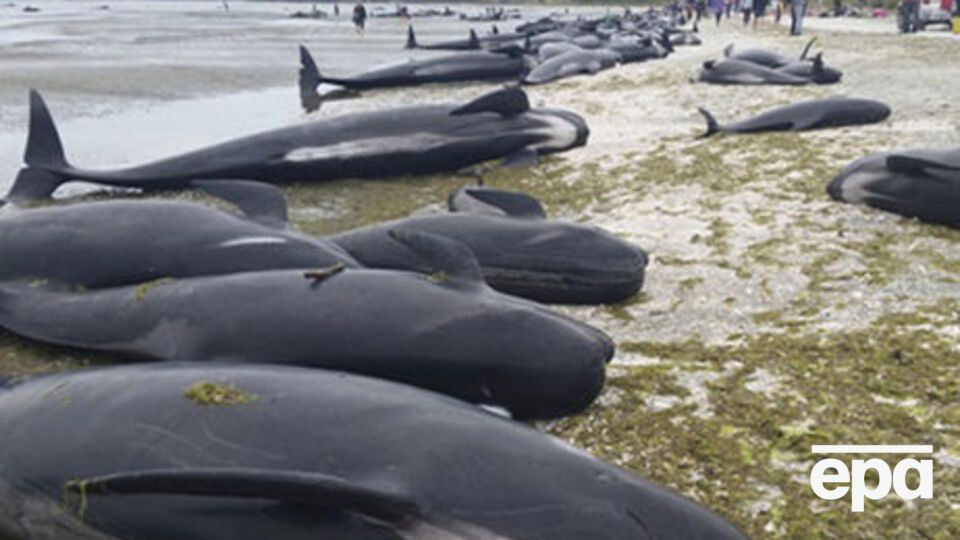 На пляжі перебувають близько 700 туш тварин