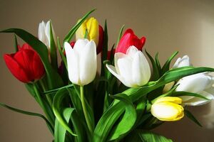 Преступники украли из магазина 25 тюльпанов