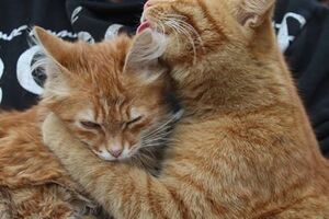 Бригадные коты бойцов в АТО