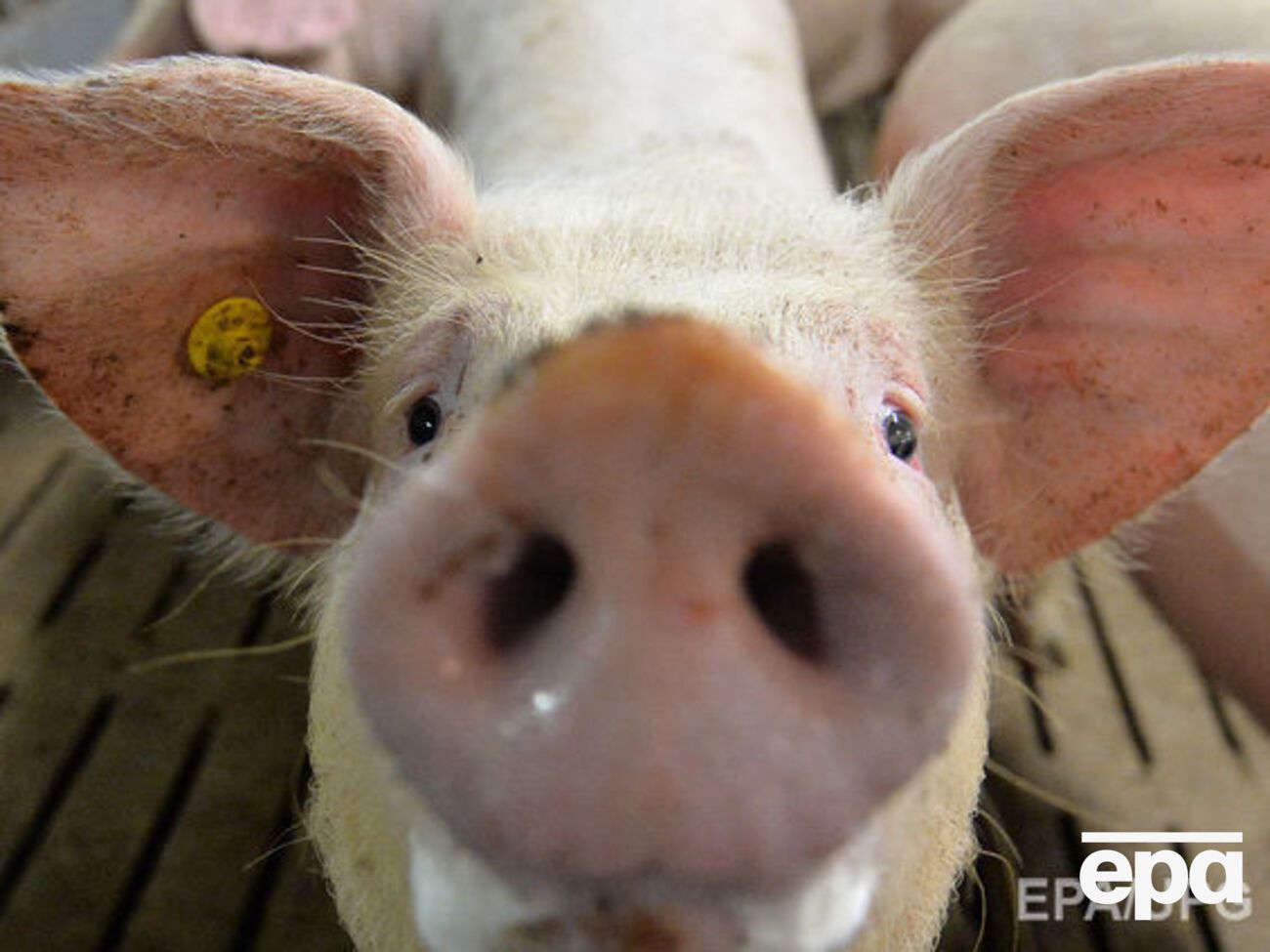 Випадки АЧС зафіксовано в Одеській, Полтавській, Івано-Франківській, Харківській та Рівненській областях