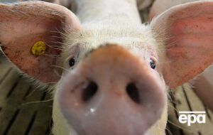 Випадки АЧС зафіксовано в Одеській, Полтавській, Івано-Франківській, Харківській та Рівненській областях