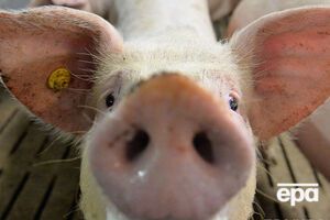 Випадки АЧС зафіксовано в Одеській, Полтавській, Івано-Франківській, Харківській та Рівненській областях