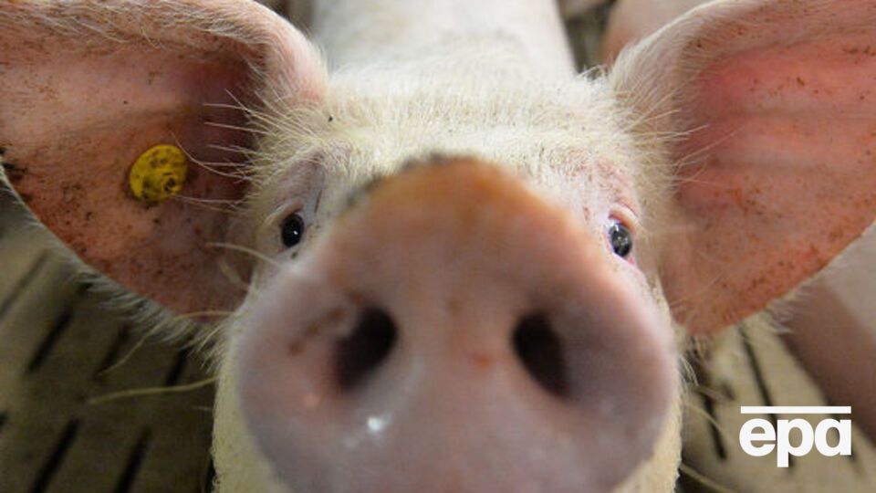 Случаи АЧС зафиксированы в Одесской, Полтавской, Ивано-Франковской, Харьковской и Ровенской областях