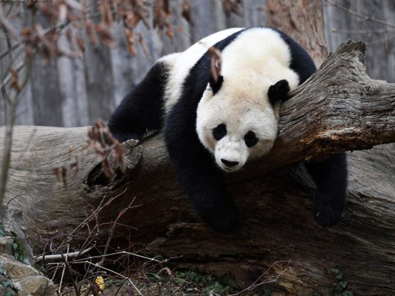 Панду Бао Бао повернули до Китаю