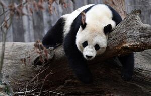 Панду Бао Бао повернули до Китаю
