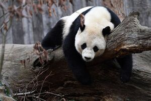 Панду Бао Бао повернули до Китаю