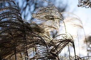 Синоптики предупредили киевлян о сильном ветре