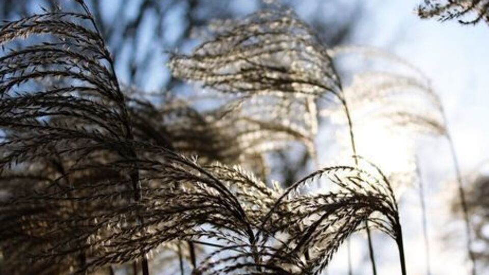 Синоптики предупредили киевлян о сильном ветре