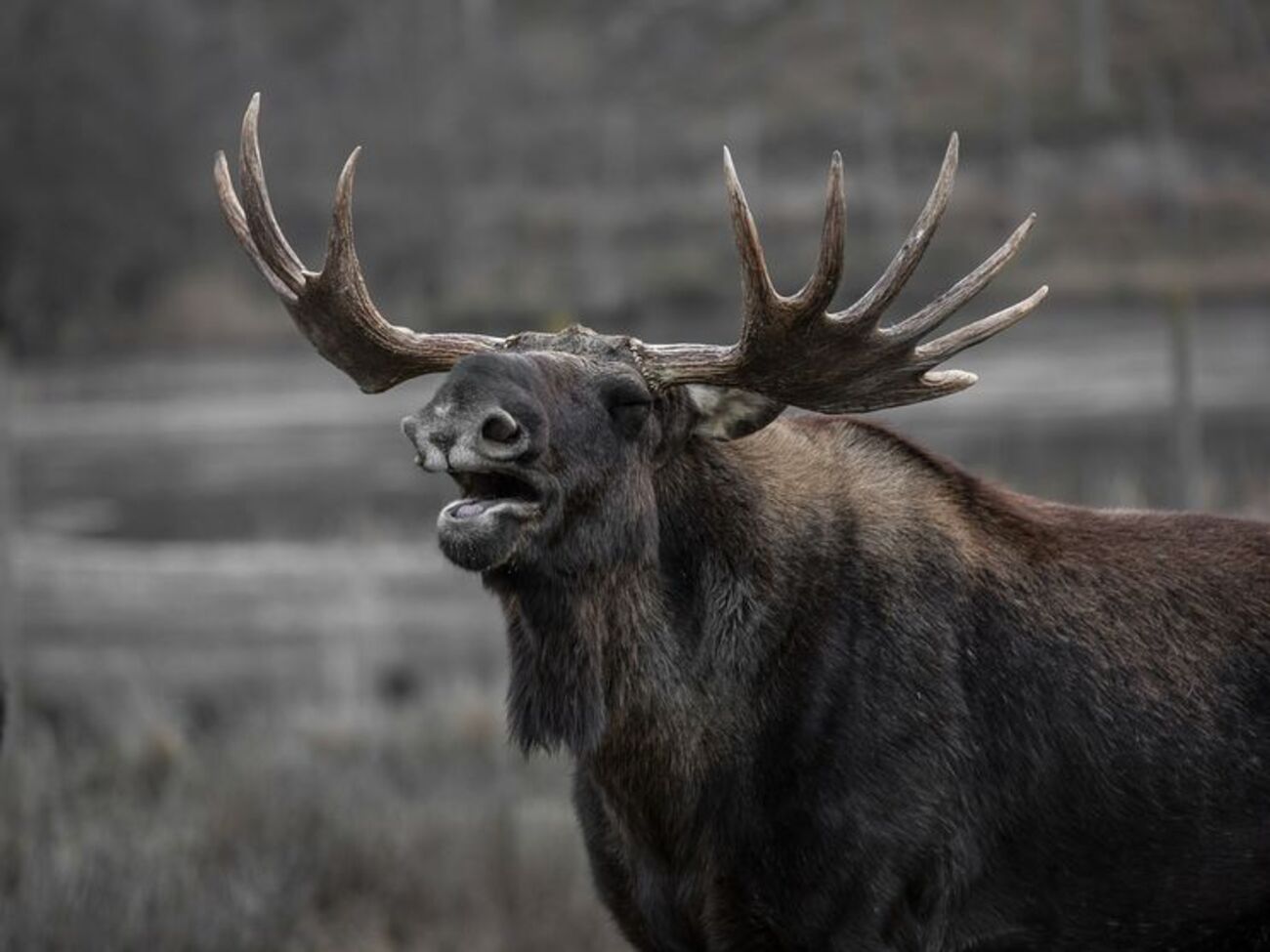 В Україні заборонили полювати на лося