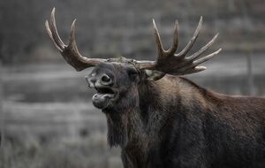 В Украине запретили охотиться на лося