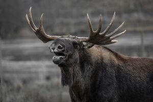 В Україні заборонили полювати на лося