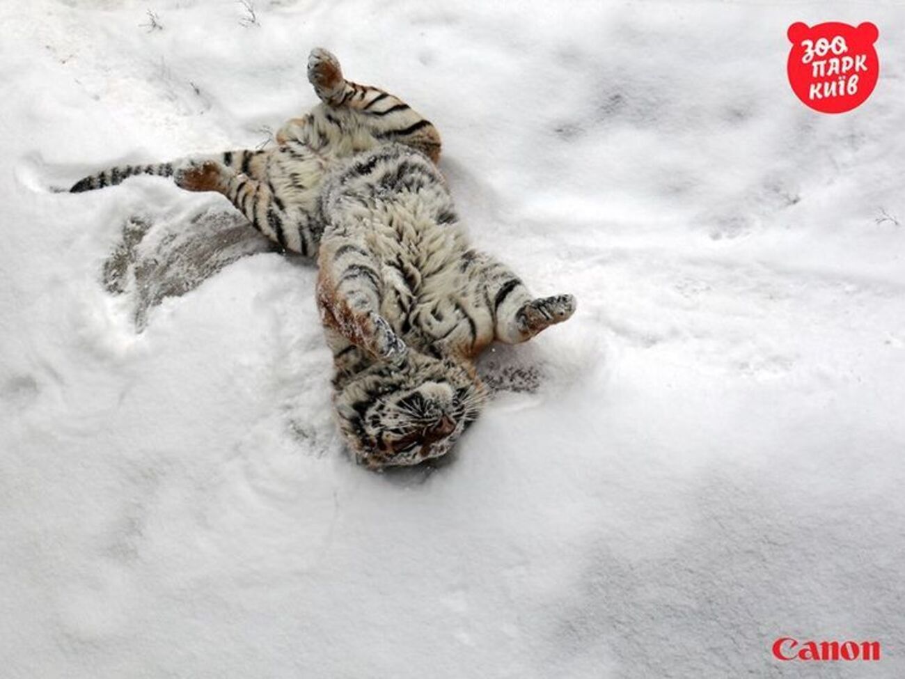 В Киевском зоопарке показали, как тигры радуются снегу. Фоторепортаж
