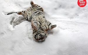 В Киевском зоопарке показали, как тигры радуются снегу. Фоторепортаж