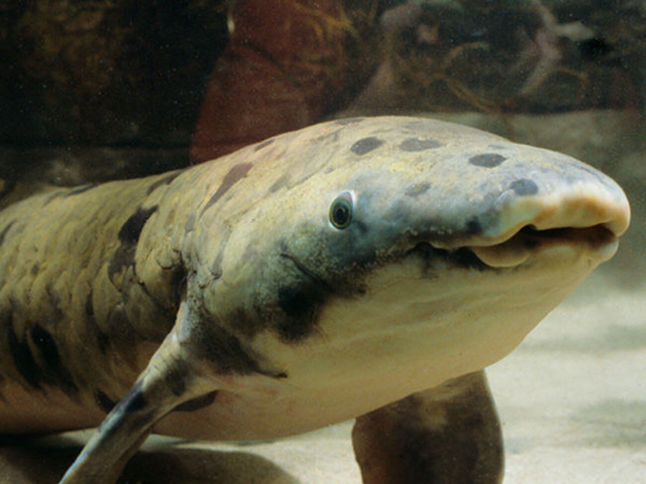 Риба на прізвисько Дідусь померла у віці понад 80 років