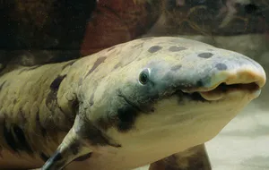 Риба на прізвисько Дідусь померла у віці понад 80 років