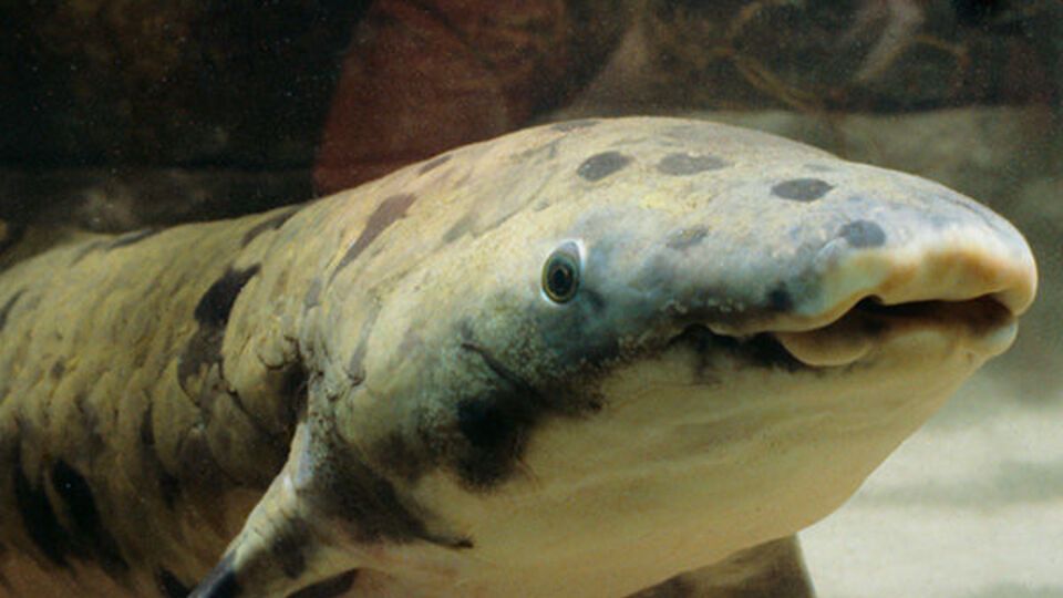 Риба на прізвисько Дідусь померла у віці понад 80 років