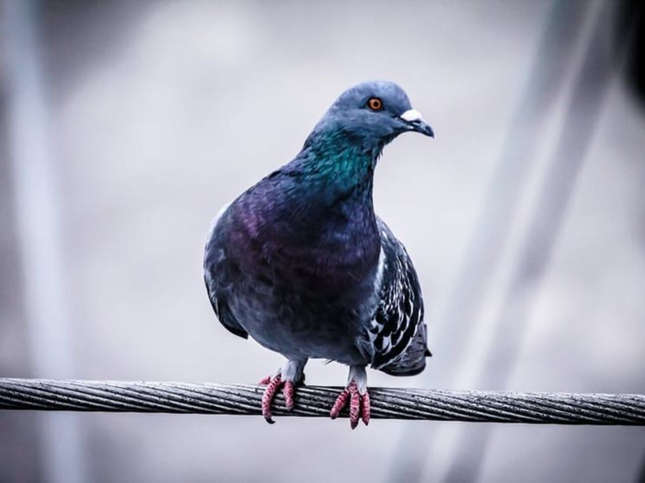 Голубя в Индии подозревают в шпионаже в пользу Пакистана