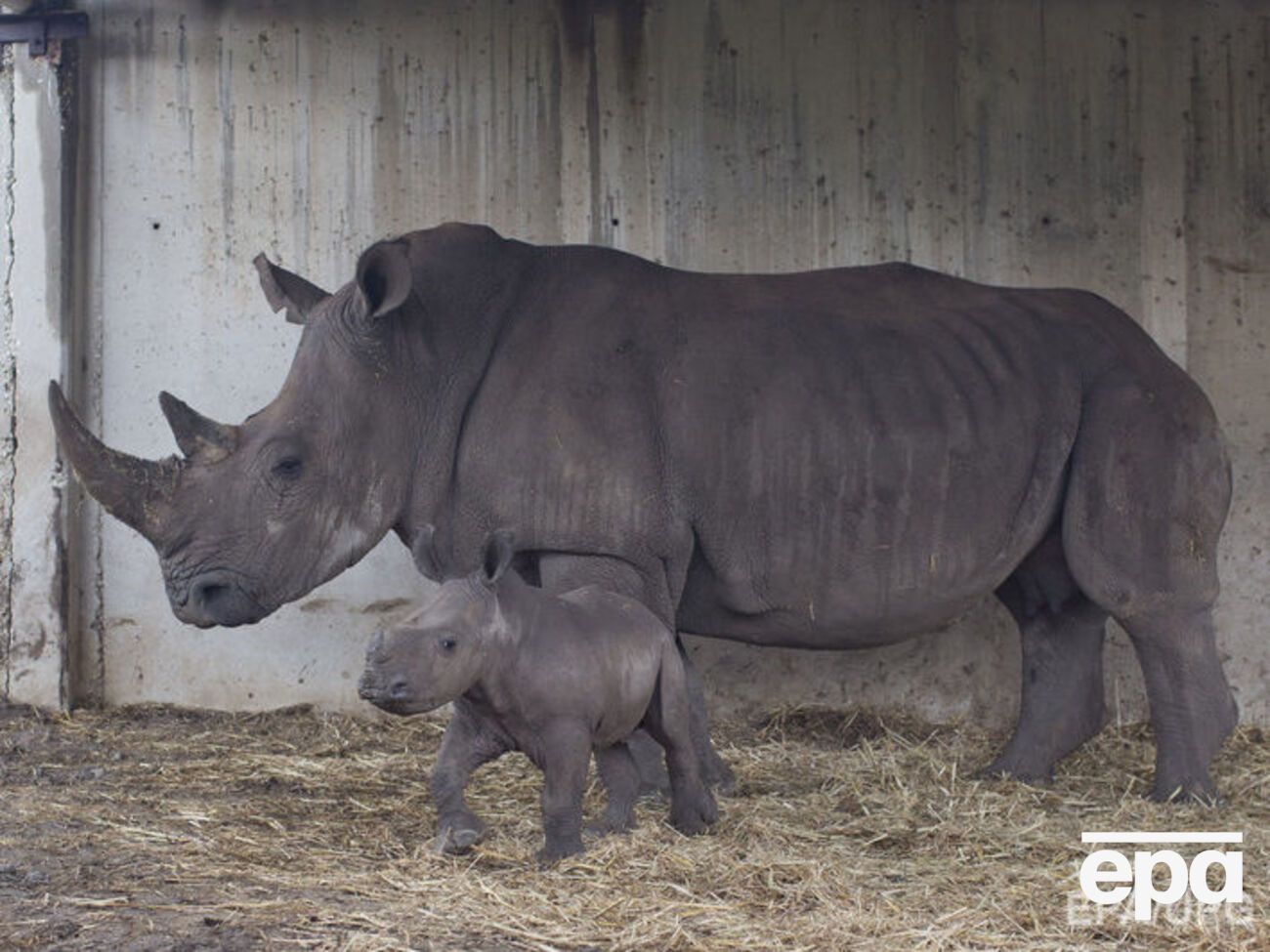 По словам ветеринаров, процедура удаление рогов у носорогов безболезненная