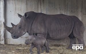 За словами ветеринарів, процедура видалення рогів у носорогів безболісна