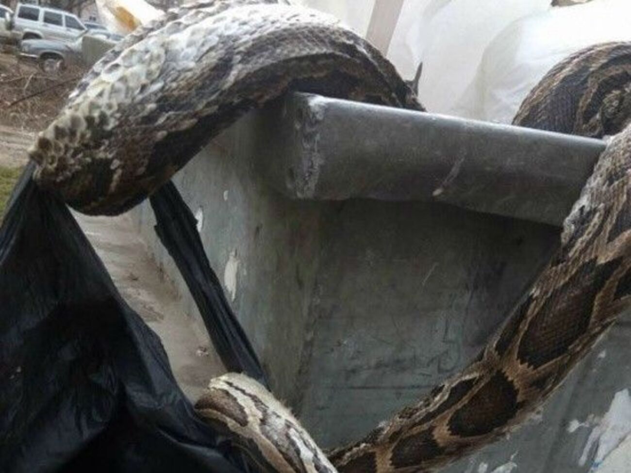 Мертвого удава знайшли у сміттєвому баку