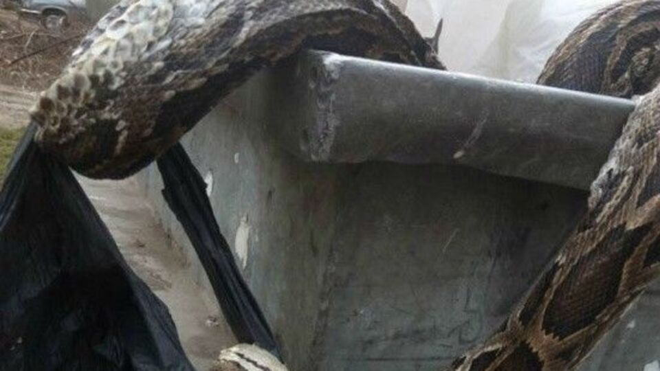 Мертвого удава знайшли у сміттєвому баку