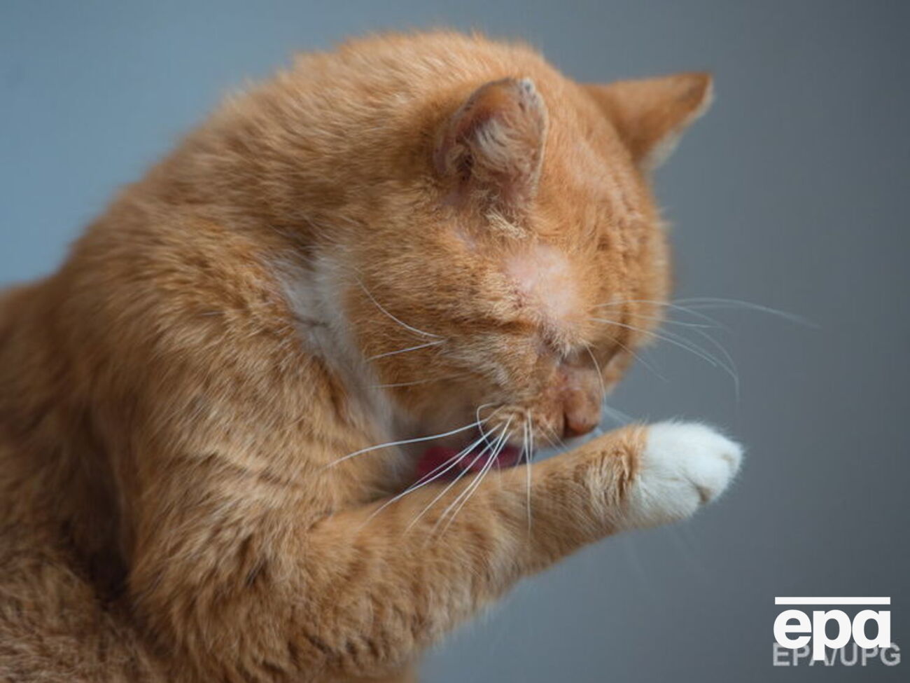 Кот должен соблюдать санитарно-гигиенические и морально-этические нормы, иметь кроткий нрав и доброжелательно относиться к посетителям, отметили в музее