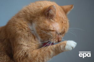 Кіт має дотримуватися санітарно-гігієнічних та морально-етичних норм, мати лагідну вдачу і доброзичливо ставитися до відвідувачів, зазначили в музеї