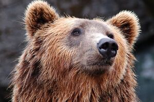 Медведя и его хозяина ищет полиция