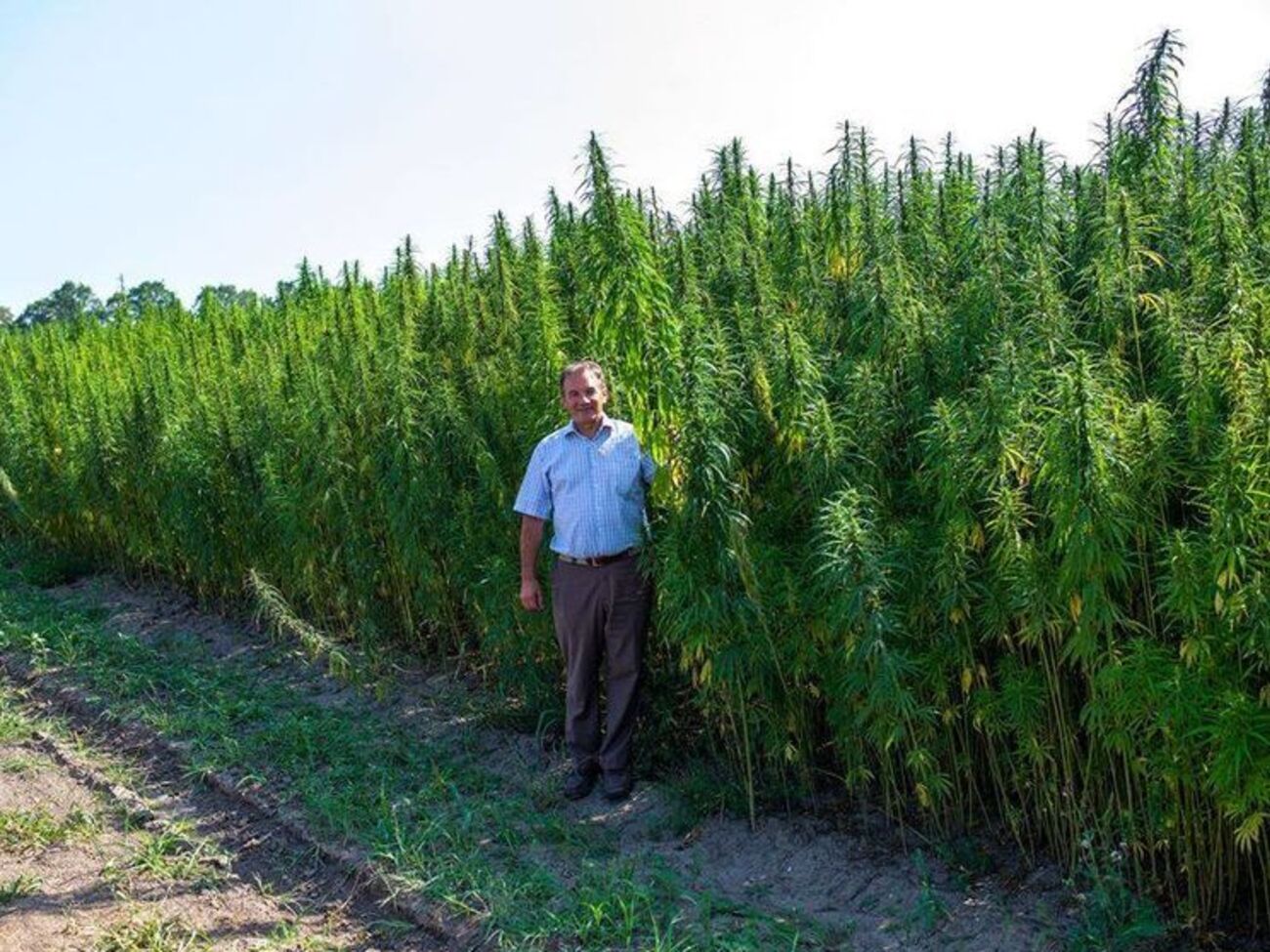 У Глухові відкриють центр терапії марихуаною