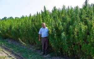 В Глухове откроют центр терапии марихуаной